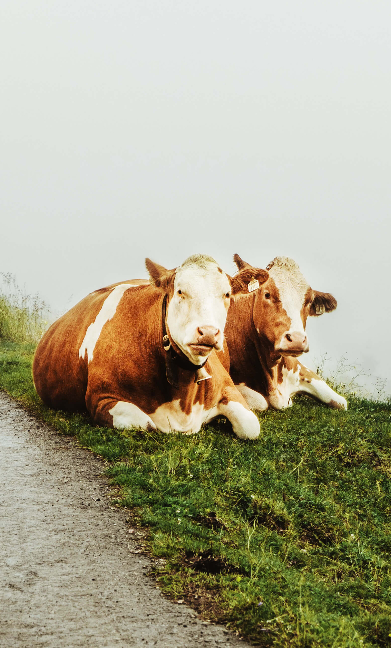 Zwei neben einem Wanderweg liegende Kühe